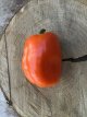 Pimiento Bychock Bell Orange 10 semillas