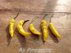 Hot Pepper Aji Pineapple 5 samen TessGruun