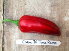 Sweet Pepper Corno di Toro Rosso 15 seeds TessGruun