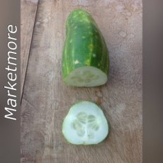 ZVRTPMARB Cucumber Marketmore 10 seeds ORGANIC TessGruun