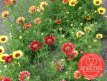 Graines de Chrysanthème à carène BIO De Bolster Chrysanthemum carinatum (5210)