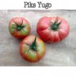 ZPATGTO100 Paquet de graines de tomates: 10 variétés de tomates heirloom uniques (10 graines par variété)