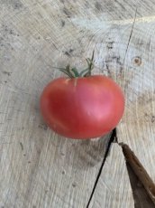 Tomato Bezrazmernyi 10 seeds TessGruun