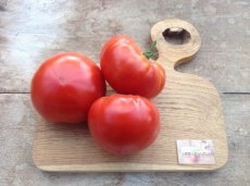 Tomato Aker’s West Virginia 10 seeds TessGruun