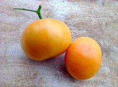 Tomato Amana Orange 10 seeds TessGruun
