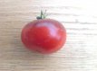 ZTOTGLUGE Tomate Lucid Gem 5 graines TessGruun