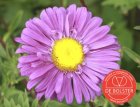 Summer Aster, single-flowered BIO De Bolster Callistephus chinensis (5140)