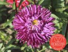 Aster de verano, flor doble  BIO De Bolster Callistephus chinensis (5150)