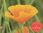 Eschscholzia californica, naranja BIO De Bolster (5400)
