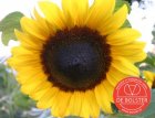 Sunflower, large BIO De Bolster Helianthus annuus (5450)