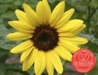 ZBEDB5460 Sunflower, yellow, medium BIO De Bolster Helianthus annuus (5460)