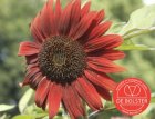 Sunflower, red, medium BIO De Bolster Helianthus annuus (5470)