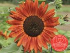 Sunflower, medium BIO De Bolster Helianthus annuus (Velvet Queen) (5480)