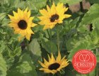 Sunflower, small-flowered BIO De Bolster Helianthus debilis (5490)