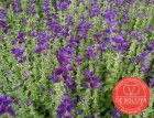 ZBEDB5850 Salvia piamontesa, púrpura BIO De Bolster Salvia viridis (antes hormona) (5850)
