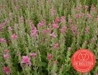 ZBEDB5860 Pied sage, pink BIO De Bolster Salvia viridis (formerly horminum) (5860)