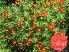 Tagetes tenuifolia - red BIO De Bolster (5970)