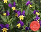 Three-coloured violet BIO De Bolster Viola tricolor (6070)