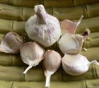 Garlic Cledor 1 plant in pot