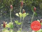 Trèfle Incarnat Trifolium incarnatum BIO 4080 BIO De Bolster