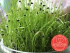 ZKIDB9035 Chinese chives - Sprouts Bio De Bolster (9035)