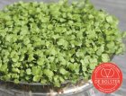 Radisheskers 'Daikon' - sprout vegetable  BIO De Bolster (9040)