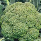 ZKOTPGRCAB Broccoli Green Calabrese ORGANIC TessGruun