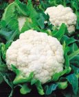 Cauliflower Snowball TessGruun