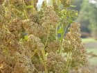 ZBETGGIQU Gierstmelde (Quinoa) - Chenopodium quinoa (1g) TessGruun