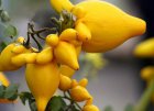 Solanum Mammosum “Morelle Mammée”, “la Mamelle de la Vache”, “Nipple Fruit” / “Titty Fruit” 5 graines TessGruun