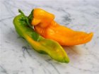 Sweet Pepper Marconi Golden 10 seeds Organic TessGruun sweet pepper