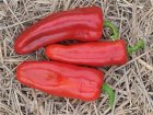 Sweet Pepper ORGANIC Marconi Red 10 seeds TessGruun