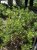 Tarragon Artemisia dracunculus TessGruun