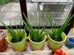 Aloe vera Aloe barbadensis 1 plant  in pot TessGruun