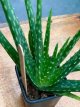 Aloe vera Aloe barbadensis1 plante en pot TessGruun