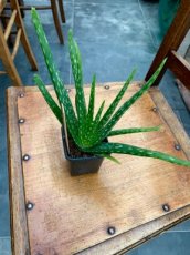 Aloe vera Aloe barbadensis1 plante en pot TessGruun