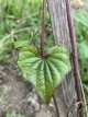 Chinese Yam Dioscorea polystachya 1 plant in pot