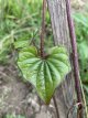 Chinese Yam Dioscorea polystachya 1 plant in pot P7