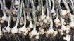 Allium ampeloprasum ‘Holmense’ 1 plant en pot P7