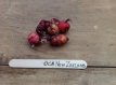 OCA New Zealand Oca du PérouOxalis tuberosa 1 plante en pot TessGruun