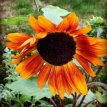 Sunflower Velvet Queen BIO Helianthus annuus 25 seeds TessGruun