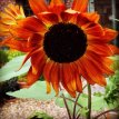 Sunflower Velvet Queen BIO Helianthus annuus 25 seeds TessGruun