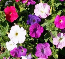 ZBETEPEMM Petunia Compact Old Fashioned Color Mix TessGruun