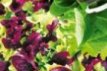 Cutting Salad Babyleaf Mix 1g ORGANIC TessGruun