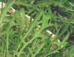 Rúgula / Flor Amarilla Selvatica (Diplotaxis tenuifolia) ORGANICO TessGruun