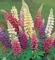 Perennial Lupin Mixed Colours Lupinus polyphyllus
