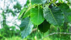 ZBOTWFIRE Ficus Religiosa / Bo Tree / Bodhi Tree / Sacred Fig 20 seeds TessGruun