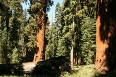 Sequoiadendron Giganteum - Giant Redwood Sequoia 10 seeds TessGruun