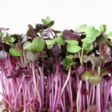 ZKITDRKKZB Red Cabbage Sprouting 20 grams organic TessGruun