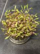 Mung Bean Organic Sprouting (20g) TessGruun
